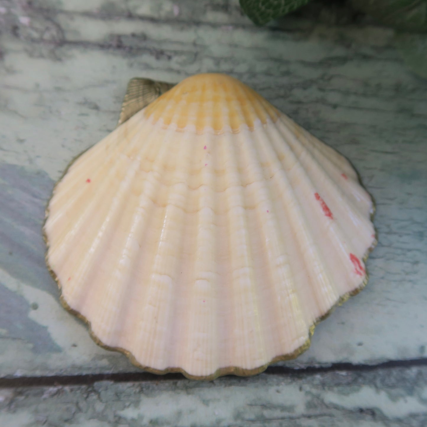 Small Hand Painted Boho Beach Shell Ring Trinket Dish